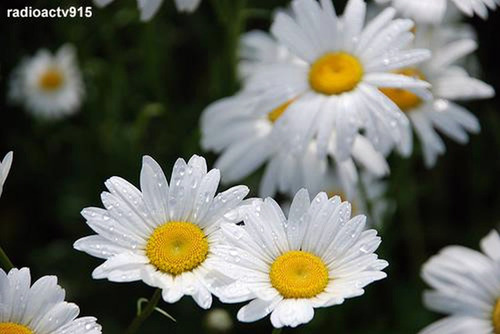 Margarida Gigante Branca Sementes Flor P/ Mudas