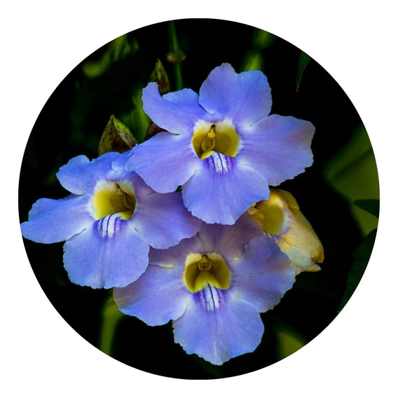 Mudas Flor De Maio Azul | MercadoLivre 📦