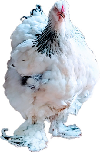 Huevos Fertiles Raza Brahma Europeo