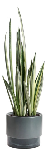 20 Sansevieria Bantel's Sensation (lengua De Suegra) Sin Flor