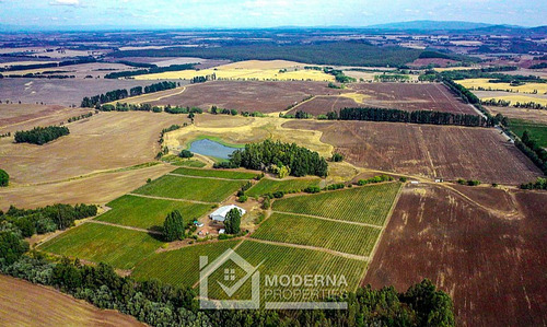 Campo 964 Ha. Con Uva, Forestal Y Forraje