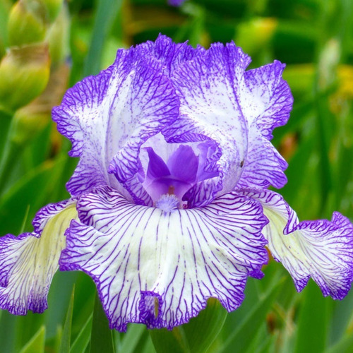 1 Rizoma De Iris Germánica Autumn Circus