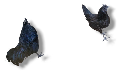 Ovos Galados Ayam Cemani - Galinha Preta