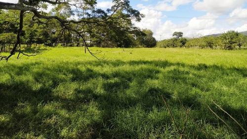 Imagen 5 de 14 de 165595 Katherine Castillo 0412-8567234 Venta Finca Carretera Aguirre
