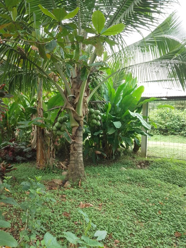 Sarapiqui Horquetas Vendo Propiedad Con Casa