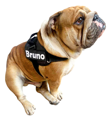 Pechera Personalizada Bulldog Ingles