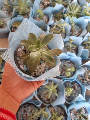 Imagen 6 de 7 de Recuerdos Bautizo 30 Plantas Suculentas Decoradas