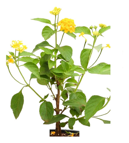 Lantana Amarela Mini Kit12 Mudas 10cm Plantas De Condomínio