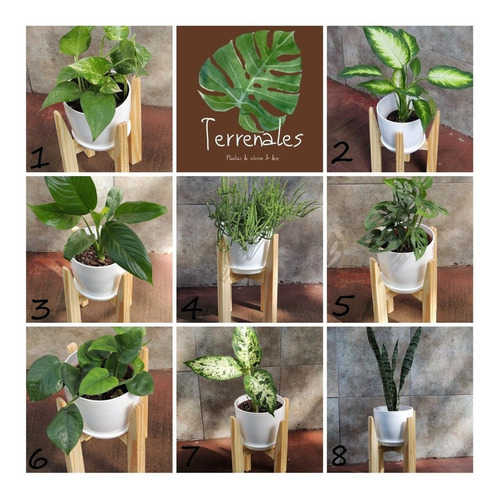 Plantas Inerior Palmera Pie30cm Maceta Premium Plato