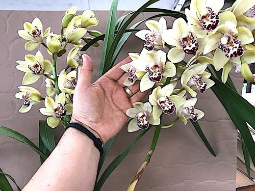 Orquidea Cymbidium Blanca Variedad Grande Plantas Jovenes | MercadoLibre