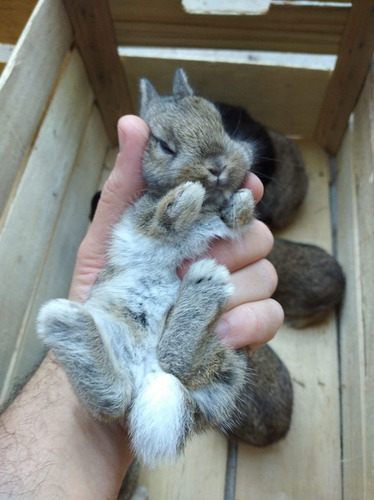 Conejito Mini Enano Netherland Dwarf El Más Pequeño Conejo