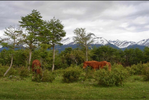 Chacra Cerca De Rio Pico. Chubut
