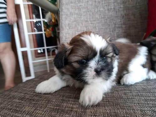 Se Vende Hermosos Cachorritos Shitzu Tricolor