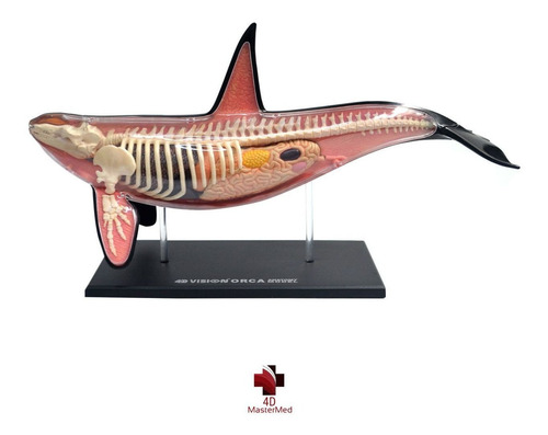 Orca Anatomia Animal Modelo Anatômico Marinho Baleia