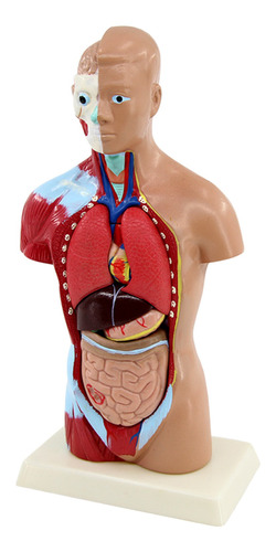 Torso Anatomy Modelo 11 Torso Humano Torso Humano Unissex