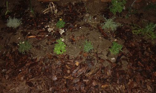 Semillas Herbáceas Para Canteros Y Huertas Organicas