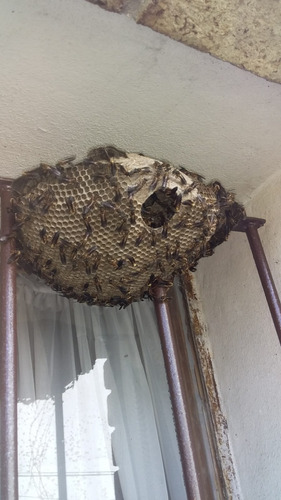 Imagen 3 de 10 de Abejas Colmenas Enjambres Avispas