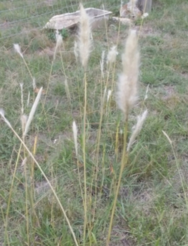 Bothriochloa Laguroides, Pasto Cola De Zorra, 30 Semillas,nv