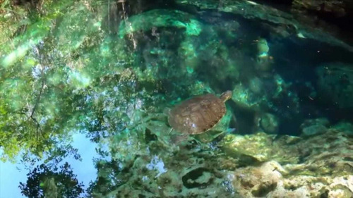 Imagen 10 de 14 de Qh5 443terreno Exclusivo Fraccionamiento 4 Cenotes Naturales Yucatán
