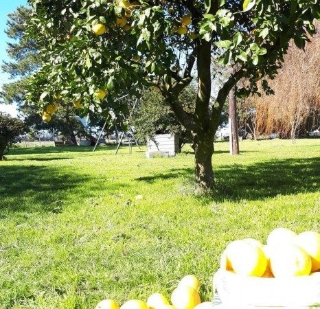 Campo 78 Hectareas Miramar 75% Cultibable Y Ganadero