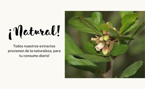 Drago Jatropha Dioica, Triple Extracto Orgánico Concentrado Natural