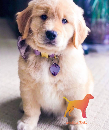 Golden Retriever Hembras Y Machos La Mejor Trayectoria