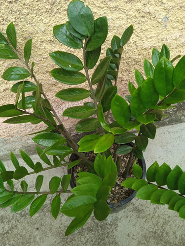 Planta De La Buena Suerte Y La Fortuna. (zamioculca ).