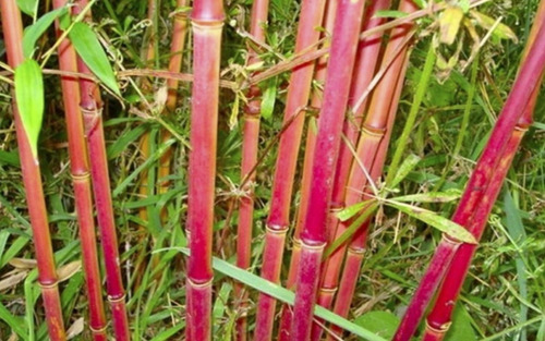 300 Semillas De Bambu Rojo