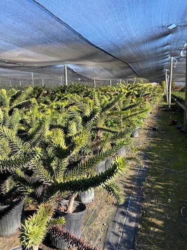 Araucarias Araucanas