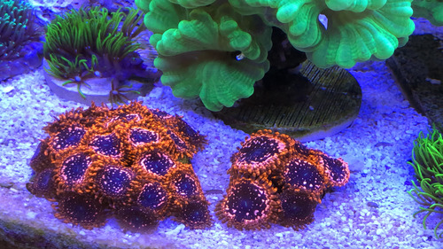Coral Marino Zoanthus Utter Chaos (Usado)