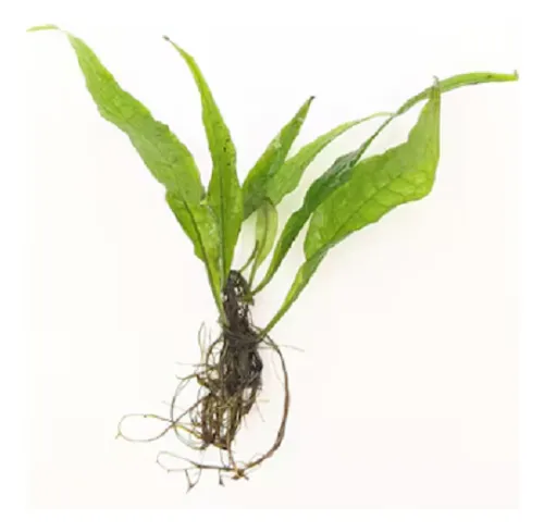 Helechos De Java Microsorum Pteropus