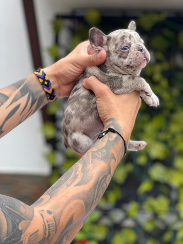 Imagen 1 de 2 de Venta De Cachorros Bulldog Frances Mascotas Medellin Bgt