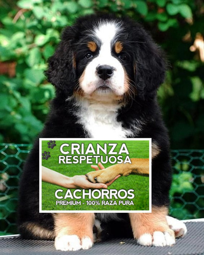 Boyero De Berna De Selección, Cachorros En Caba 100% Puros.