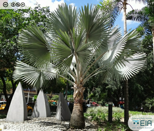 75 Semillas De Palma Bismarckia Plateada Jardín Único