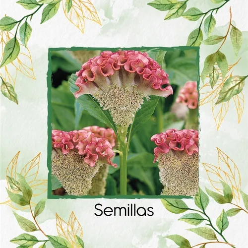 50 Semillas Orgánicas De Flor Terciopelo