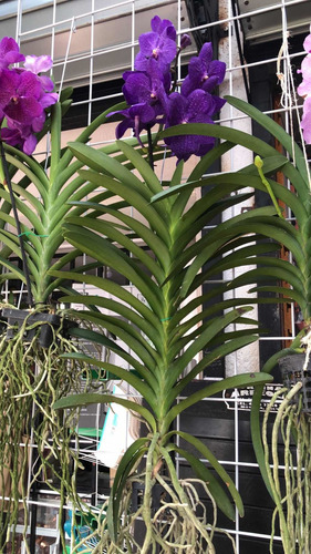 Imagen 2 de 10 de Orquídeas Vanda, Flor Muy Grande , Colores Exóticos A $1,200