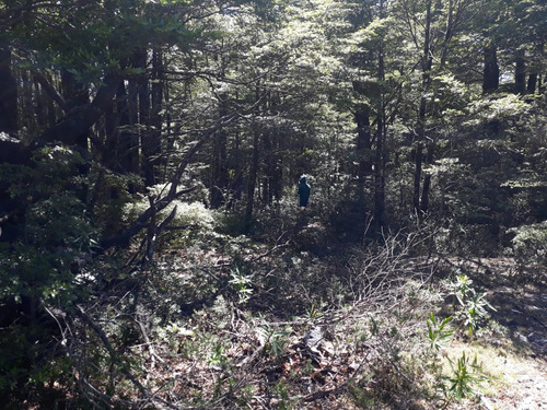 Excelente Sitio 5.000 M2 En Camino Al Volcán, Pucón
