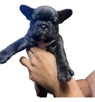 Comprar Bulldog Francés Hembra Negrita Lista Para Entrega Guayaquil