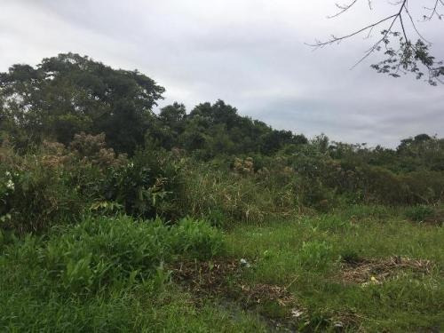 Imagem 4 de 5 de Terreno No Balneário Gaivota, Em Itanhaém 5515