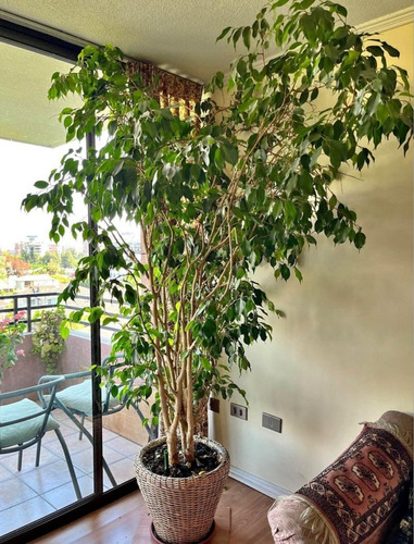 Ficus Benjamina Xl 1,5 M Planta Interior Ornamental