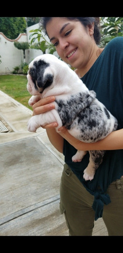Imagen 2 de 8 de Bulldog Ingles Exotico