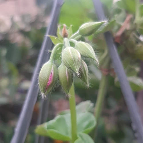 Imagen 7 de 10 de Plantas Combo Maceta Colgante Geranio Potos Y Alfombra Rosa