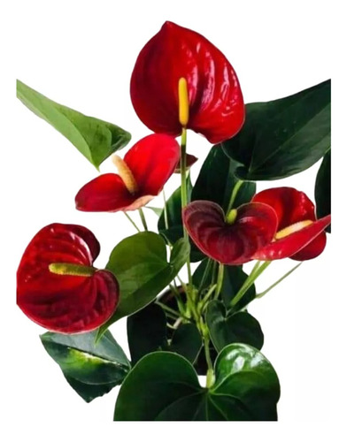 Anthurium Premium  Grande