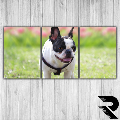 Cuadro De Perro Bull Dog Frances | 23 | Triptico