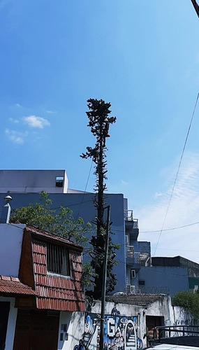 Poda De Arboles Tala Extracciones De Raiz Poda De Palmeras