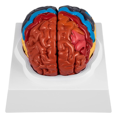 Anatomía Del Modelo Del Cerebro Humano, Codificación De Colo