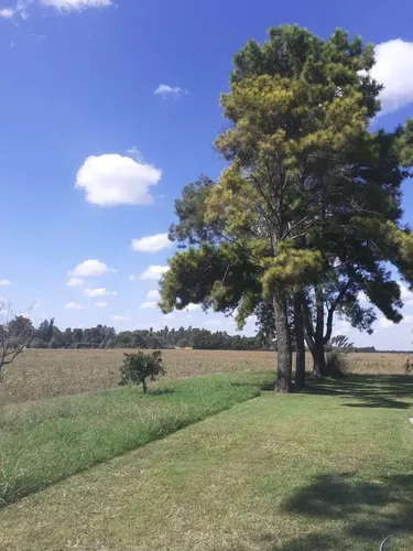 Campo En Venta - Casilda