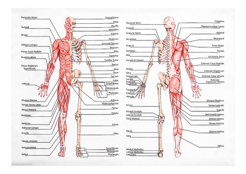 Cartazes Científicos Pôster De Dissecação Humana Corpo Human