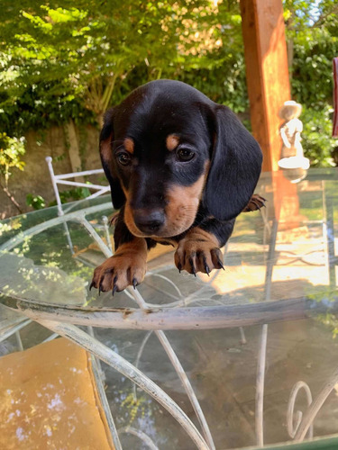 Imagen 5 de 8 de Preciosos Cachorros Salchicha Dachshund Mini