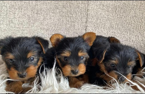 Cachorros Yorkshire Terrier Miniatura Negro Dorado